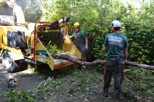 tree services Samson